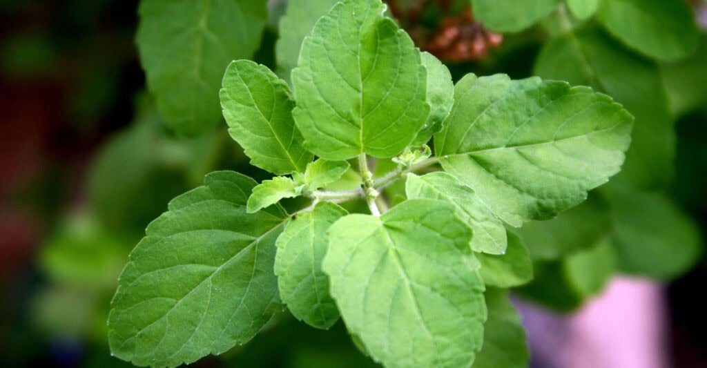 তুলসী পাতার উপকারিতা ও অপকারিতা