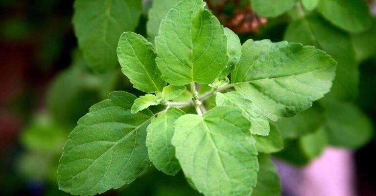 তুলসী পাতার উপকারিতা ও অপকারিতা